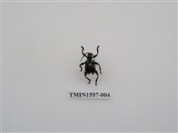 藏品(天牛科(一))的圖片